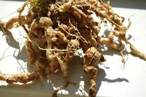 uploads/images/pest/brinjal nematodes.jpg